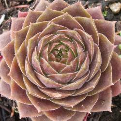 Sempervivum - Dachwurz - Hauswurz